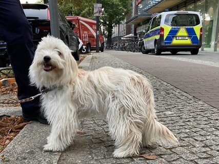 Freudiger Vierbeiner nach der Befreiung